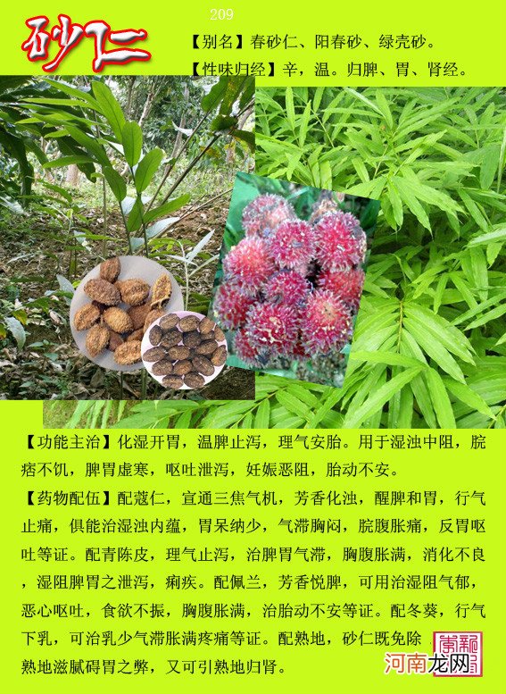 6000种中草药大全 草药图片大全