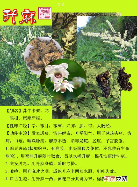 6000种中草药大全 草药图片大全