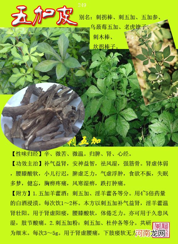 6000种中草药大全 草药图片大全