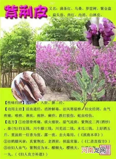 6000种中草药大全 草药图片大全