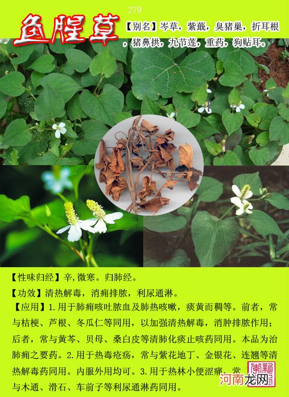 6000种中草药大全 草药图片大全