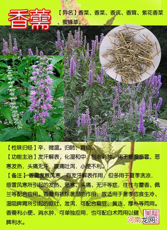 6000种中草药大全 草药图片大全