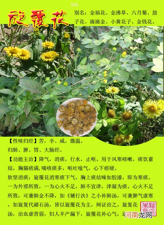 6000种中草药大全 草药图片大全