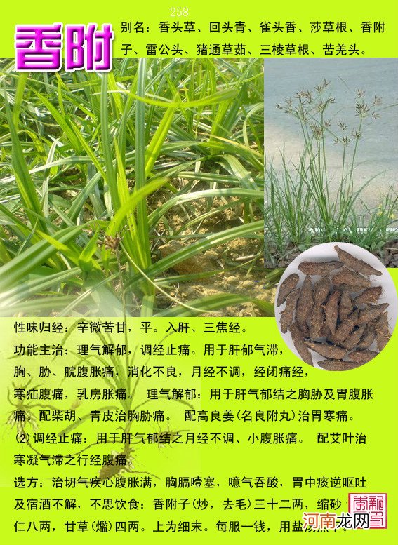 6000种中草药大全 草药图片大全