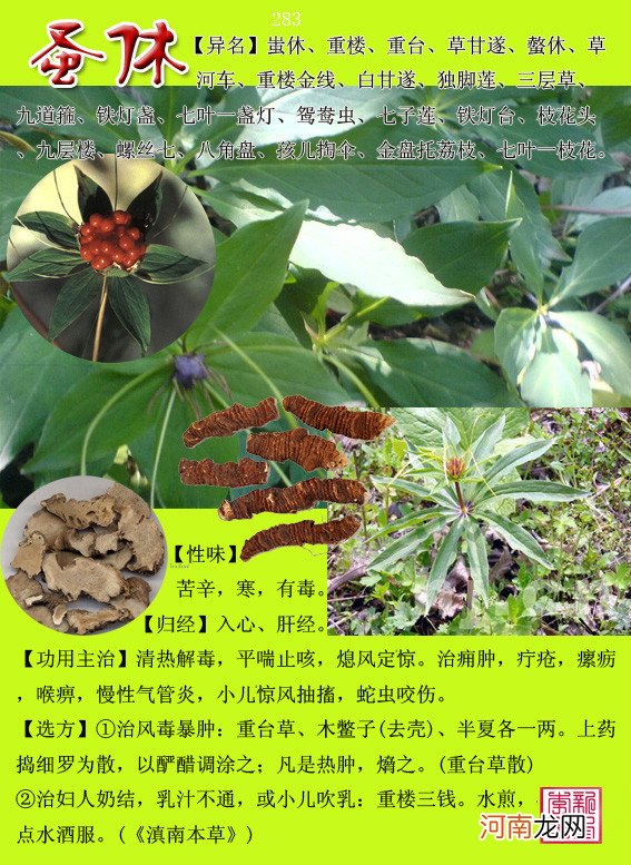 6000种中草药大全 草药图片大全