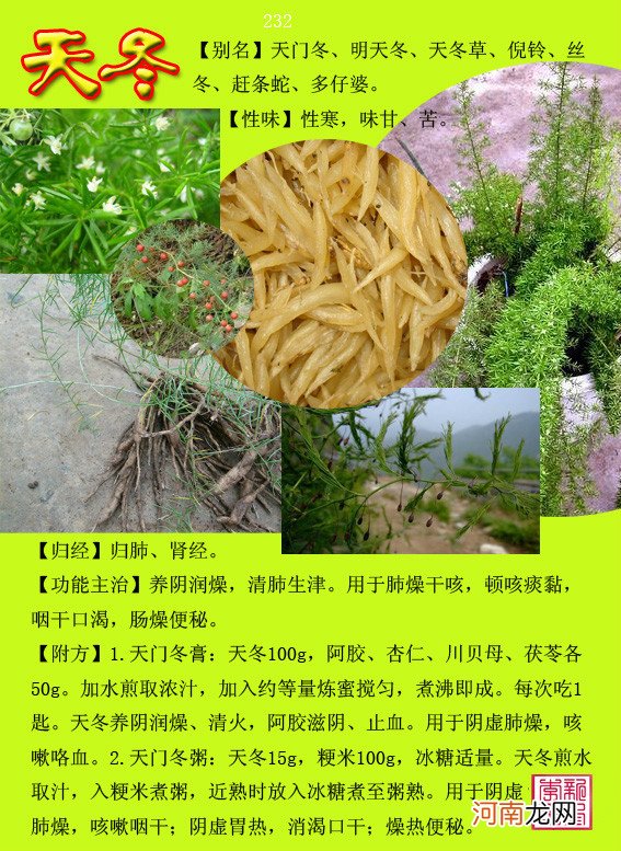 6000种中草药大全 草药图片大全