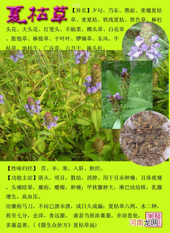 6000种中草药大全 草药图片大全