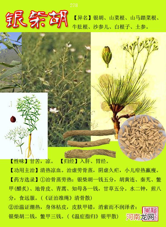 6000种中草药大全 草药图片大全