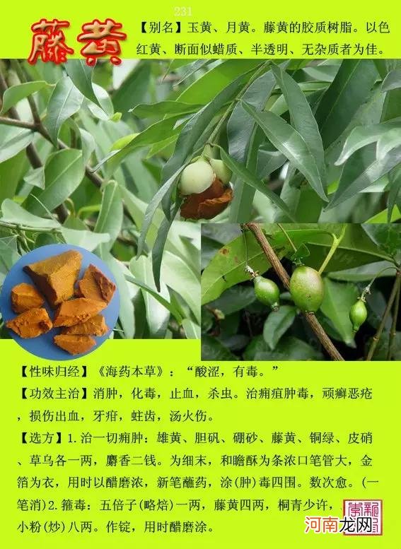 6000种中草药大全 草药图片大全