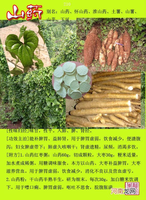 6000种中草药大全 草药图片大全