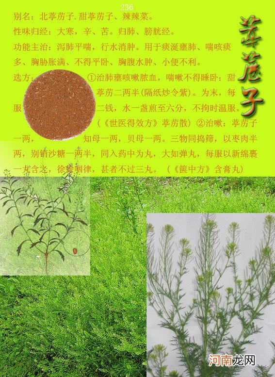 6000种中草药大全 草药图片大全