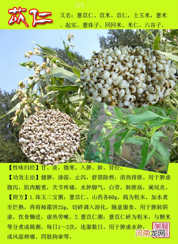 6000种中草药大全 草药图片大全