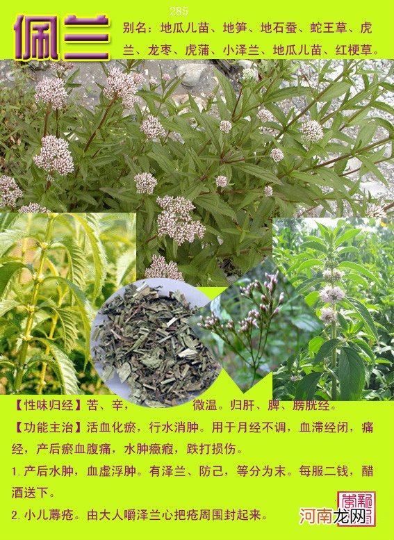 6000种中草药大全 草药图片大全