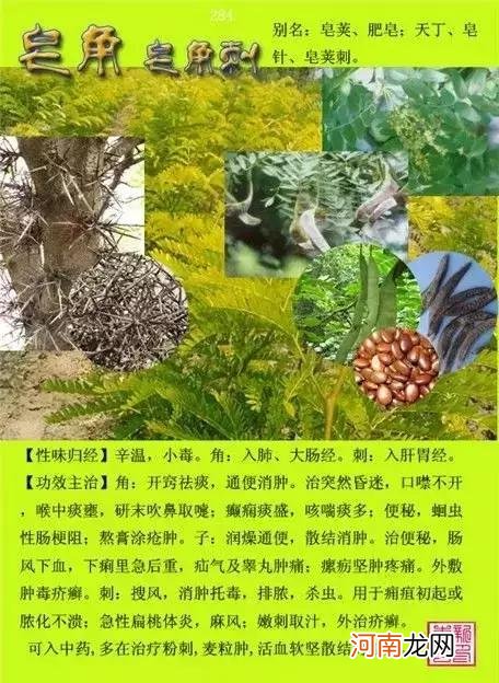 6000种中草药大全 草药图片大全