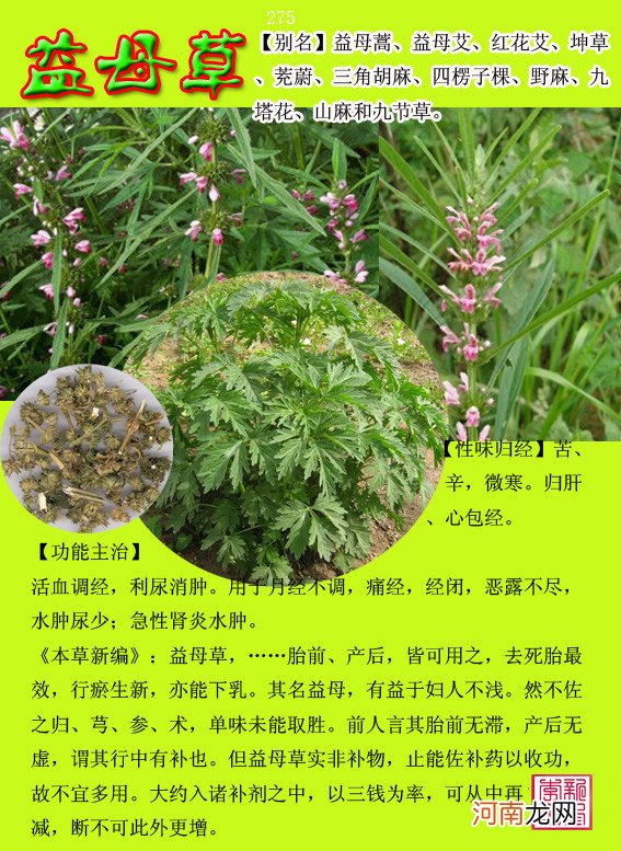 6000种中草药大全 草药图片大全