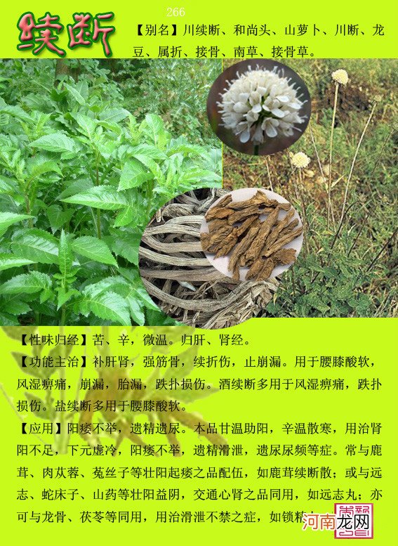 6000种中草药大全 草药图片大全