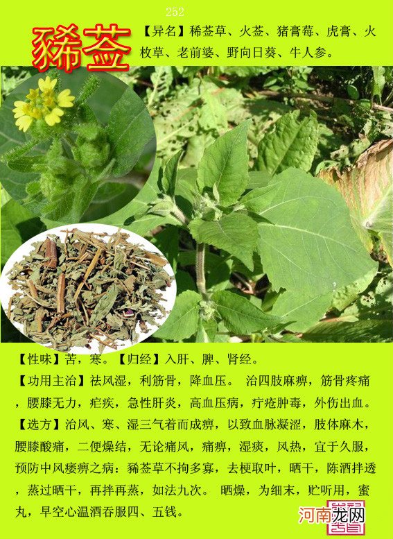 6000种中草药大全 草药图片大全