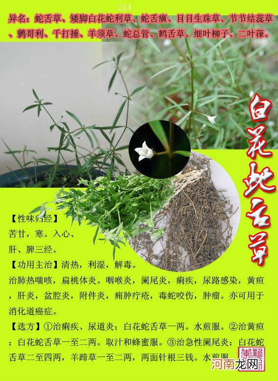 6000种中草药大全 草药图片大全