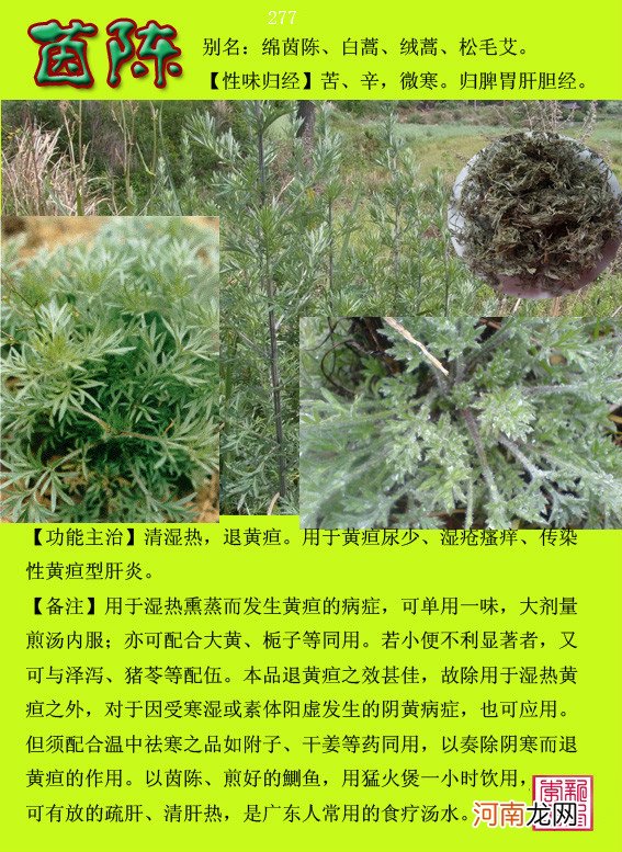 6000种中草药大全 草药图片大全