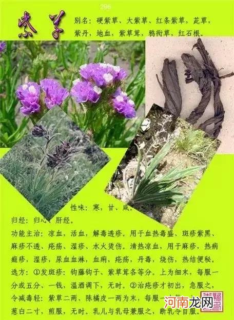 6000种中草药大全 草药图片大全