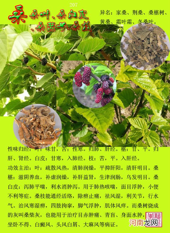 6000种中草药大全 草药图片大全