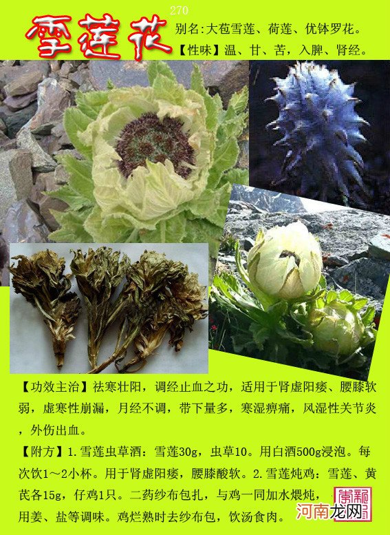 6000种中草药大全 草药图片大全