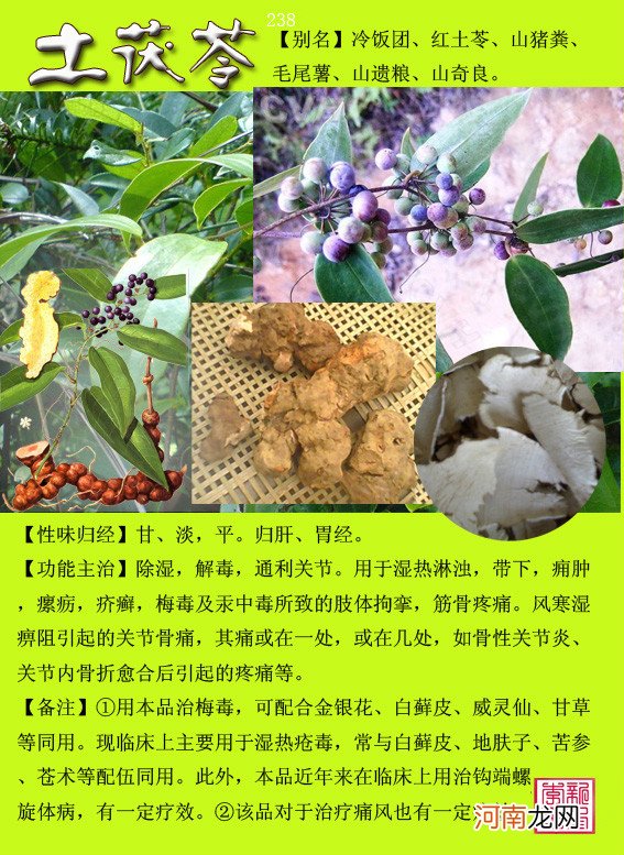 6000种中草药大全 草药图片大全