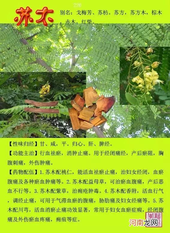 6000种中草药大全 草药图片大全