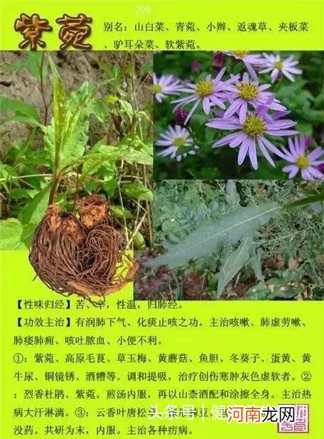 6000种中草药大全 草药图片大全