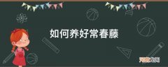 常春藤怎么养护 常春藤怎么长得更好 如何养好常春藤