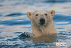 北极熊的毛和皮肤是什么颜色 北极熊的皮肤
