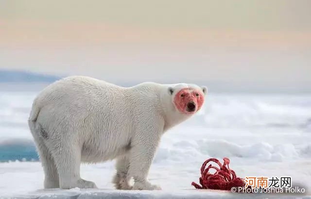 北极熊的毛和皮肤是什么颜色 北极熊的皮肤