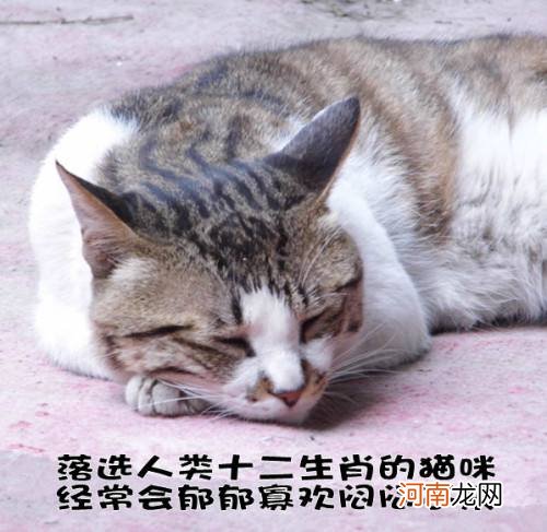 猫吃老鼠的由来故事 猫为什么要吃老鼠