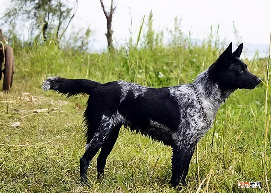 十大家养宠物犬排行榜 什么狗最好养不易生病