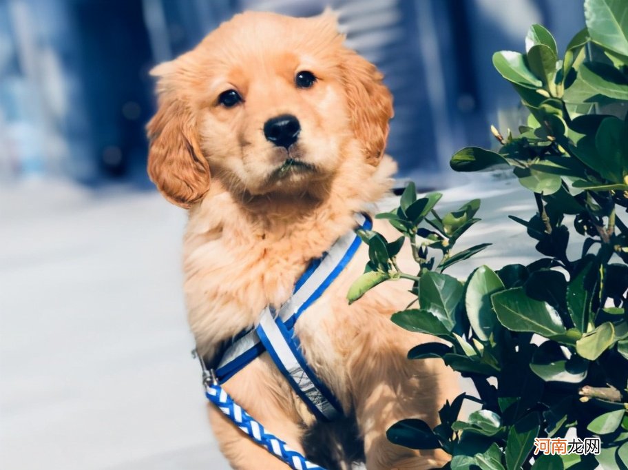 十大家养宠物犬排行榜 什么狗最好养不易生病