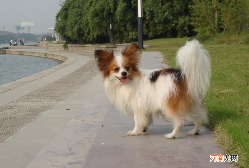 十大家养宠物犬排行榜 什么狗最好养不易生病