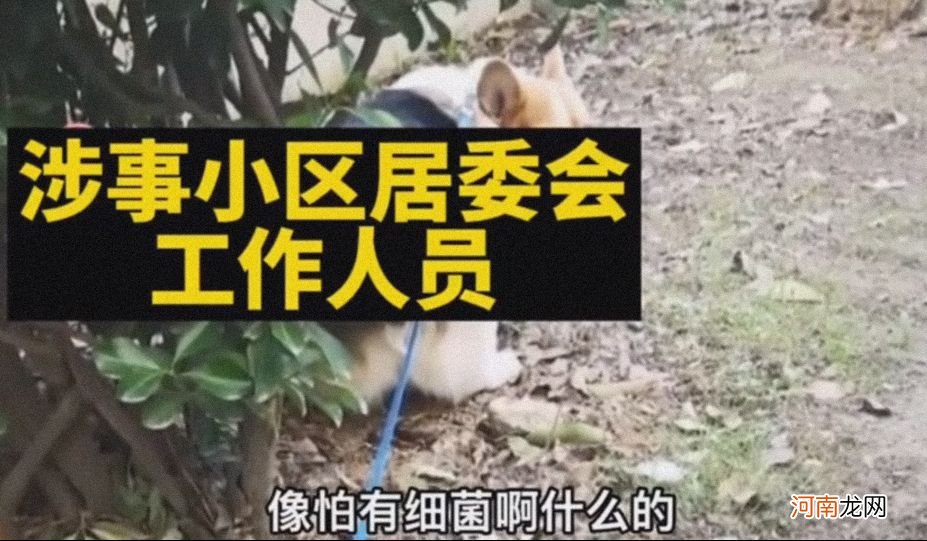 上海一只涉疫柯基竟被打死特殊时期，该如何对待宠物？