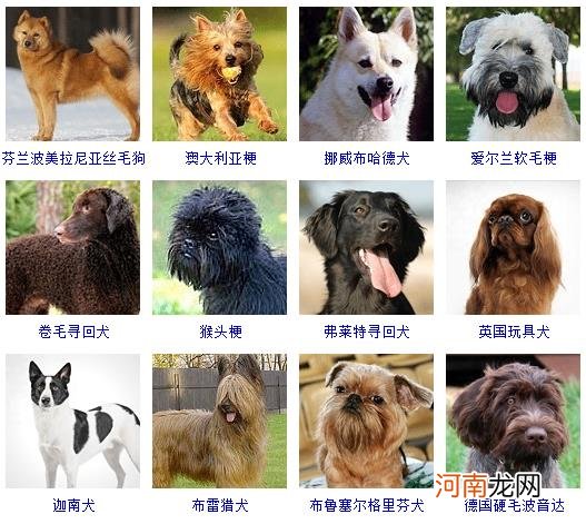 172种名犬图片及名字 宠物狗品种图片大全价格