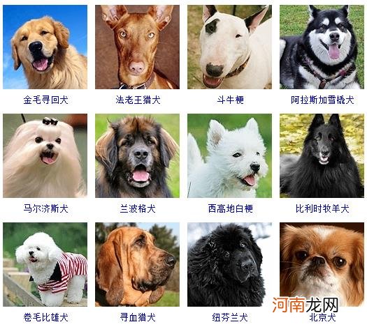 172种名犬图片及名字 宠物狗品种图片大全价格