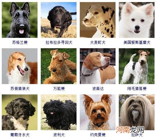 172种名犬图片及名字 宠物狗品种图片大全价格