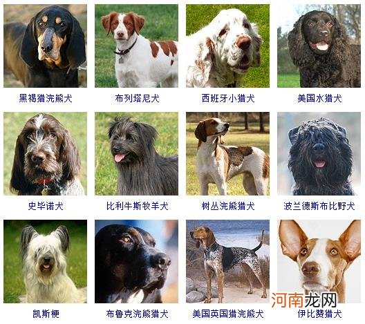 172种名犬图片及名字 宠物狗品种图片大全价格