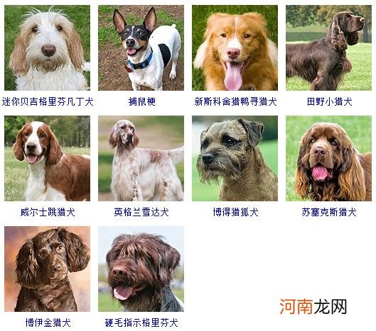 172种名犬图片及名字 宠物狗品种图片大全价格