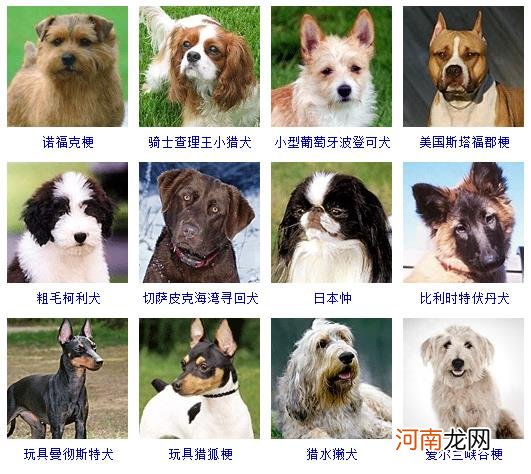 172种名犬图片及名字 宠物狗品种图片大全价格