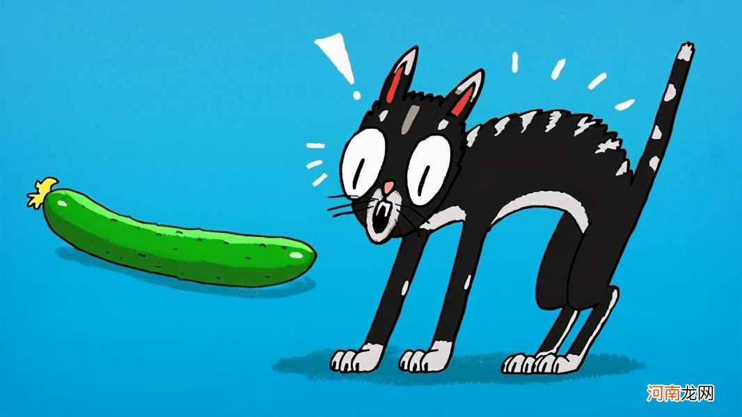 猫么咪怕黄瓜的样子 猫为什么怕黄瓜是真的吗