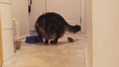 猫么咪怕黄瓜的样子 猫为什么怕黄瓜是真的吗