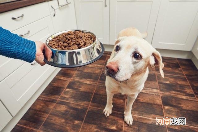 塑料狗碗和不锈钢狗碗哪个好 狗狗食盆用什么材质的好