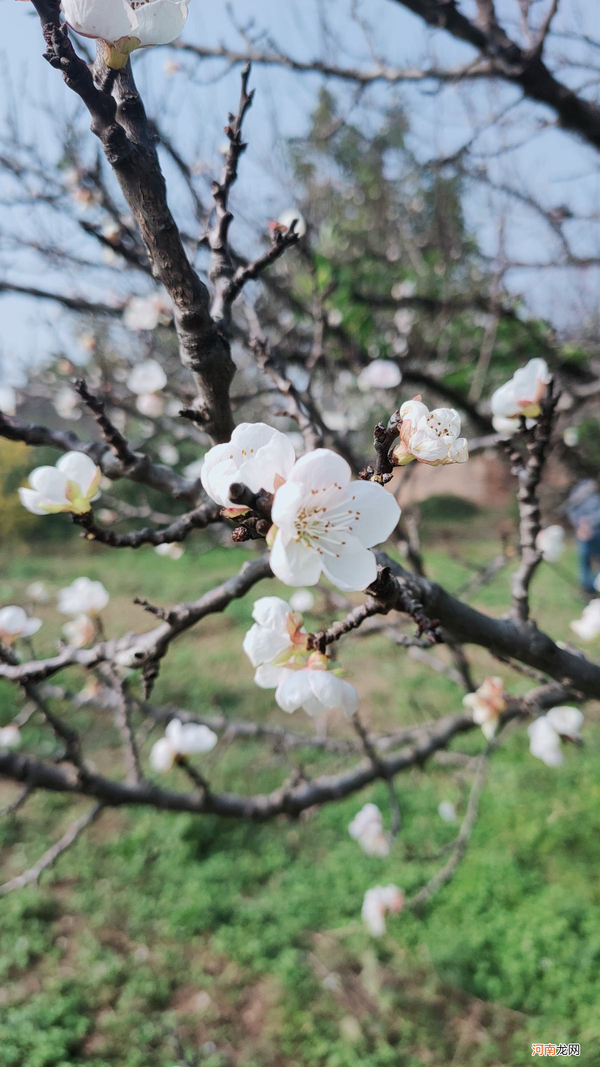 100种春天开花的名字图片 春天的花朵有哪些图片