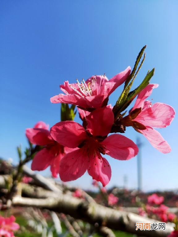 100种春天开花的名字图片 春天的花朵有哪些图片