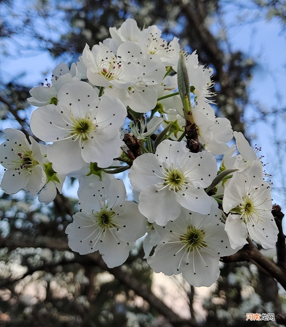 100种春天开花的名字图片 春天的花朵有哪些图片