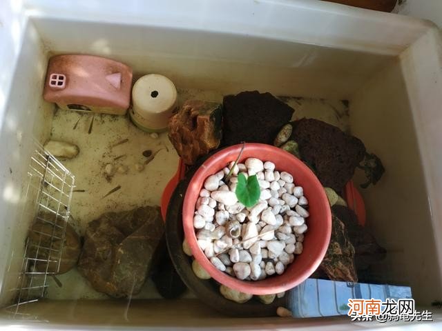 养小草龟的正确方法 草龟怎么养更有灵性